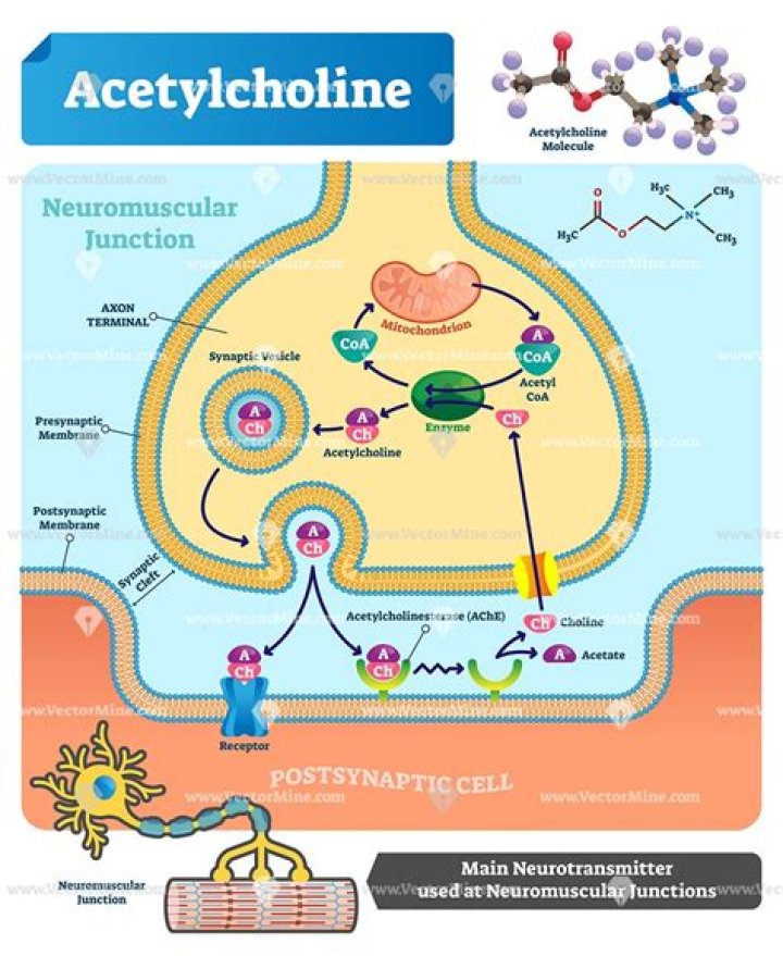Are acetylcholine pills safe?