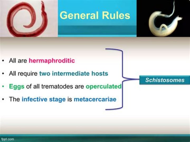 Are all trematodes hermaphroditic?