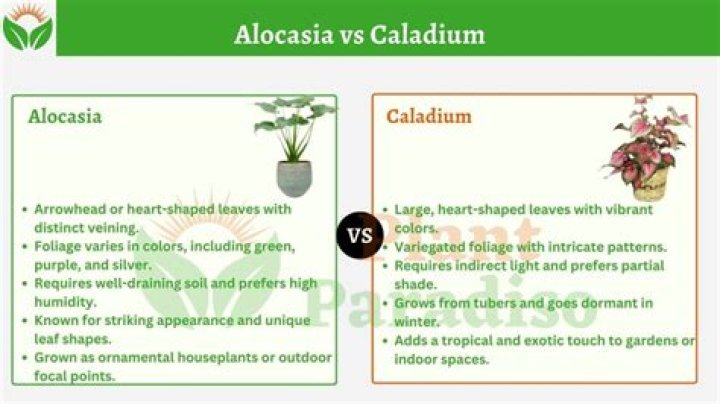Are alocasia and caladium the same?