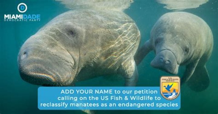 Are amazonian manatees endangered?