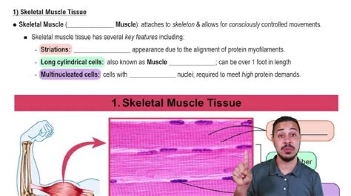 Are arrector pili skeletal muscles?