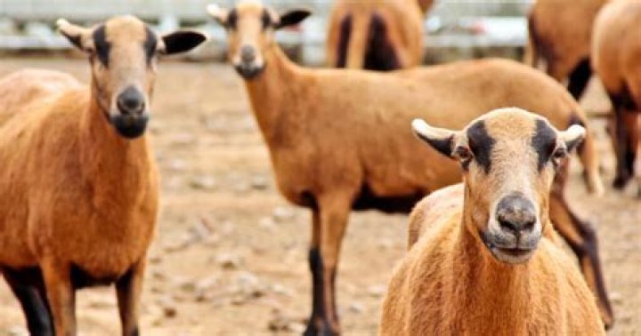 Are barbados sheep good to eat?