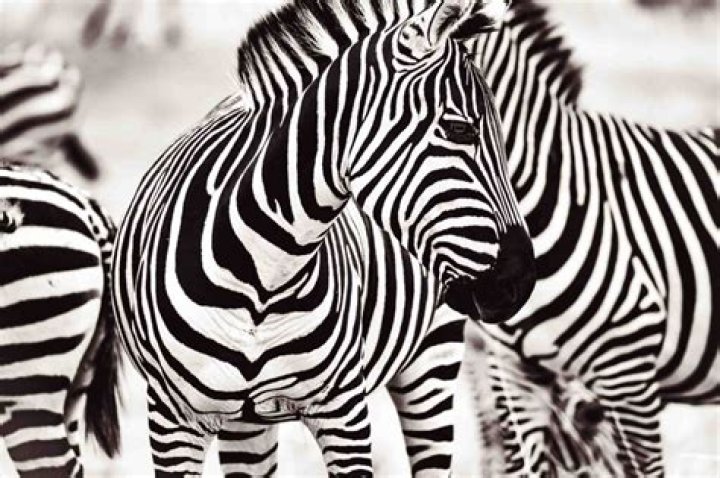 Are black and white a color?