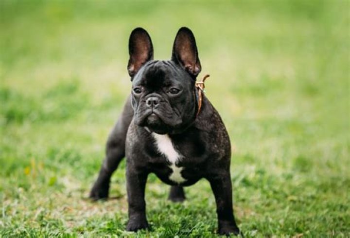 Are brindle french bulldogs rare?