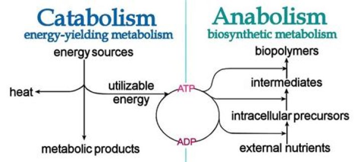 Are catabolism and metabolism the same?