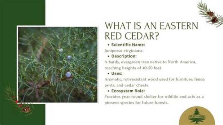 Are cedars native to north america?