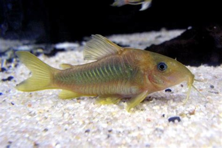 Are corydoras algae eaters?