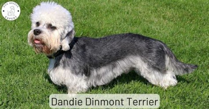 Are dandie dinmont terriers endangered?