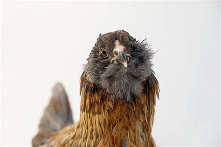 Are easter eggers good layers?