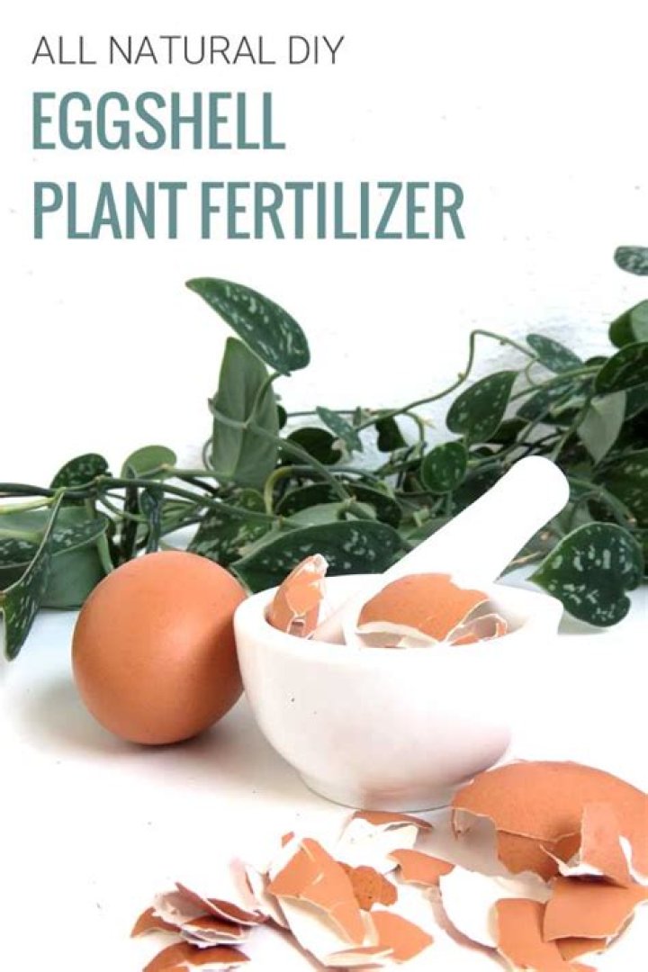 Are eggshells good for plants?