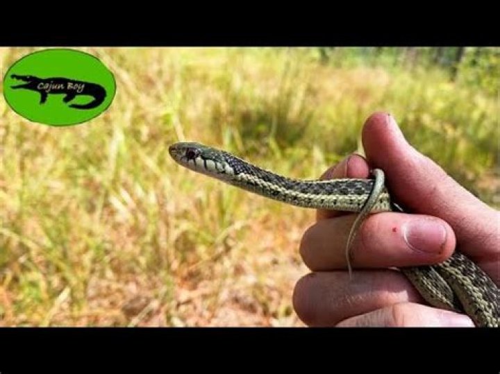 Are garter snakes bad?