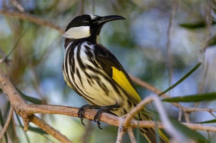 Are honeyeaters native to australia?
