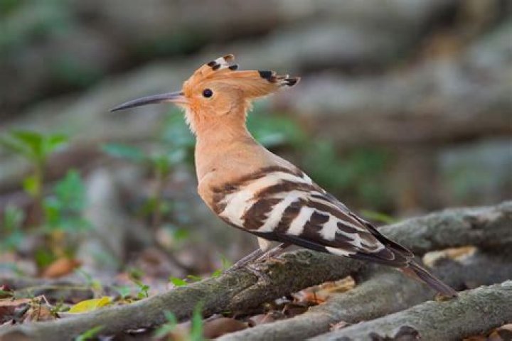 Are hoopoe related to woodpeckers?