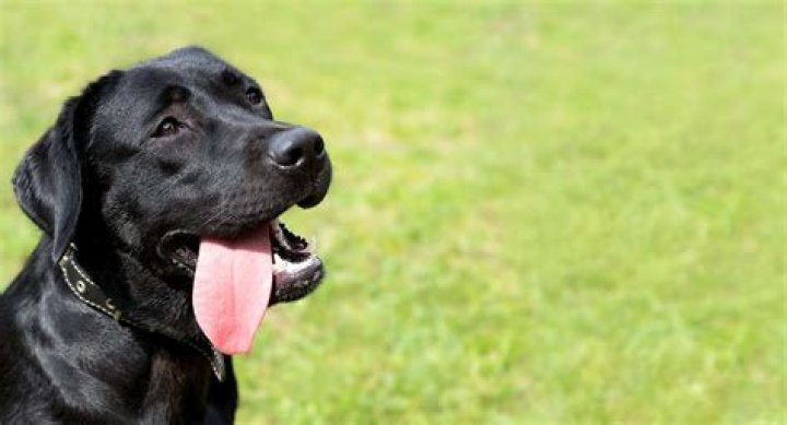 Are labs easy to train?