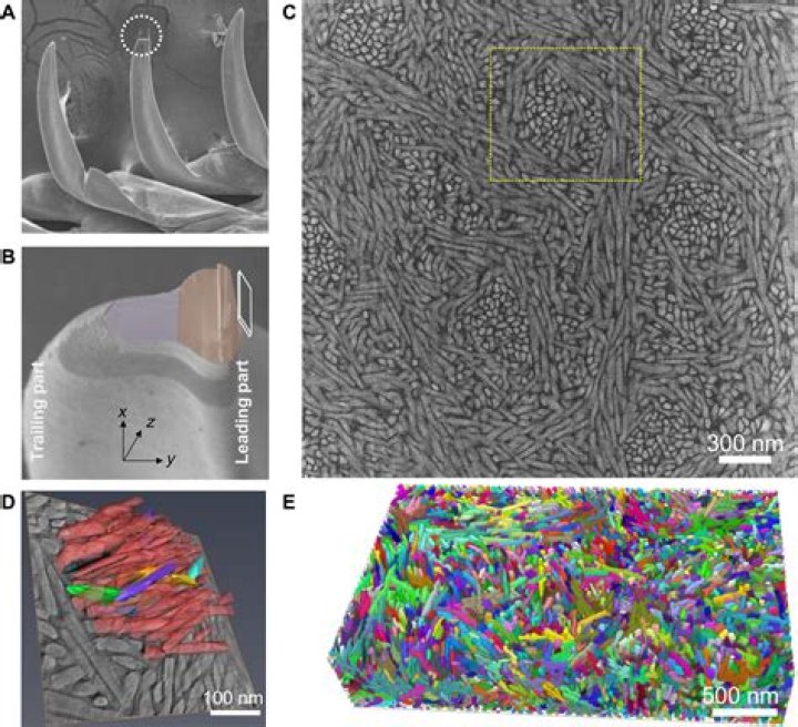 Are limpet teeth stronger than diamond?