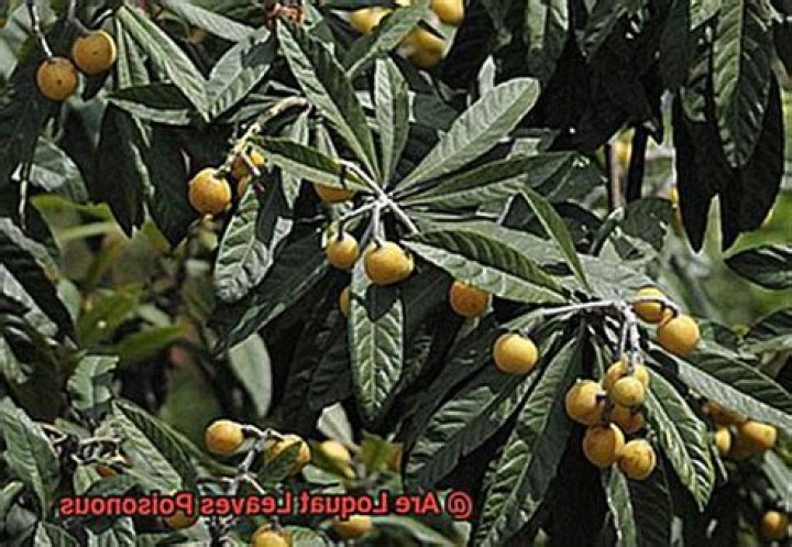 Are loquat leaves poisonous?