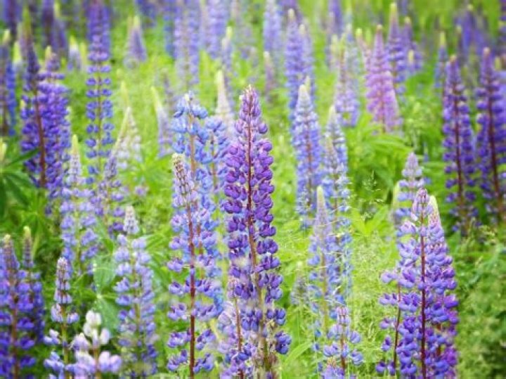 Are lupins poisonous to dogs?