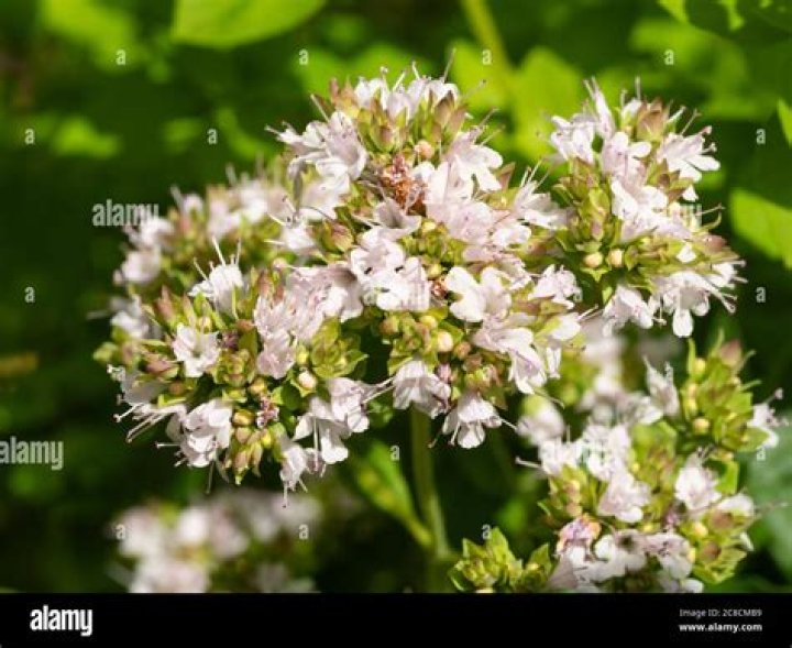 Are marjoram flowers edible?