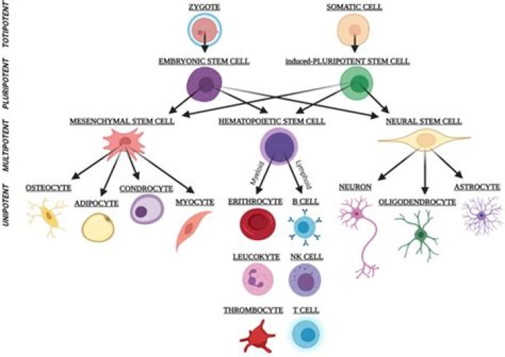 Are mesenchymal stem cells pluripotent?