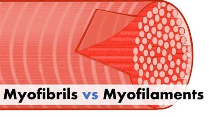 Are myofibrils and myofilaments the same thing?