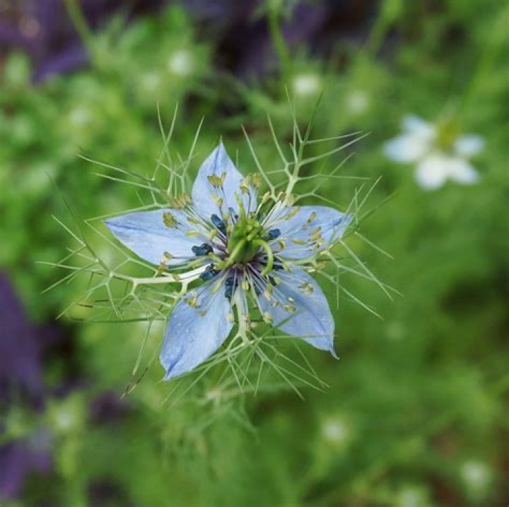 Are nigella flowers edible?