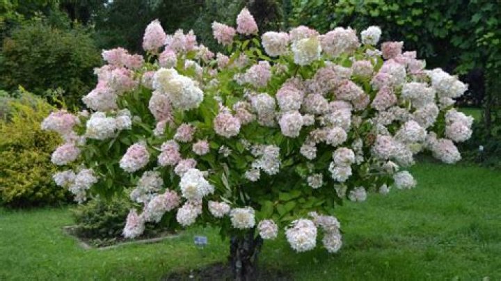 Are panicle hydrangeas drought tolerant?