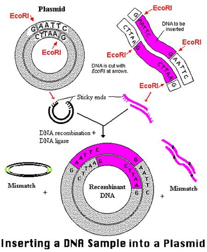 Are plasmids double stranded?