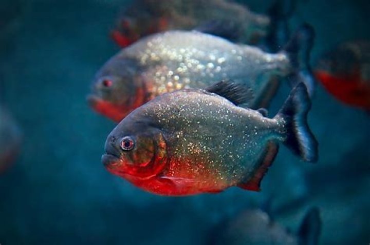 Are red bellied piranhas dangerous?