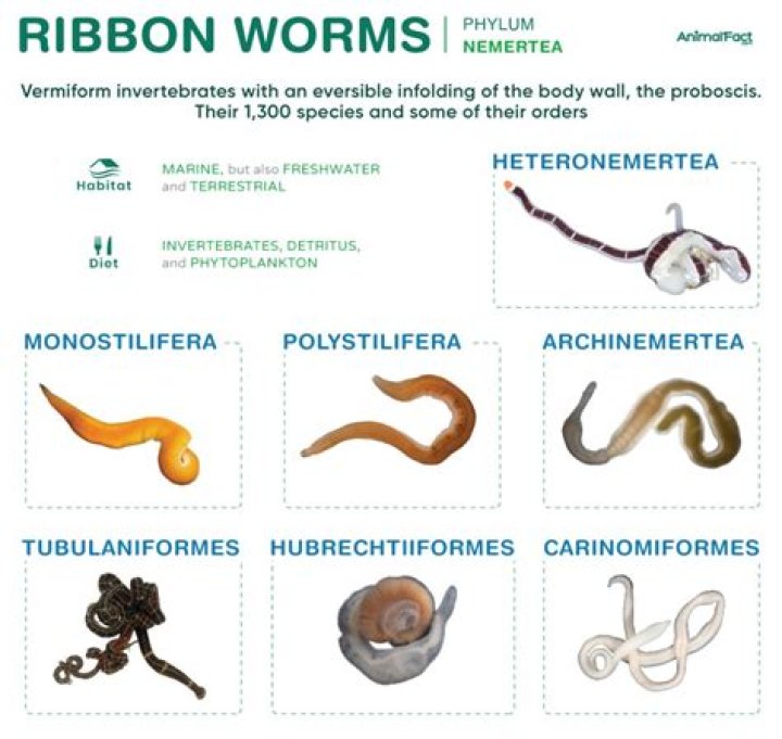 Are ribbon worms dangerous to humans?