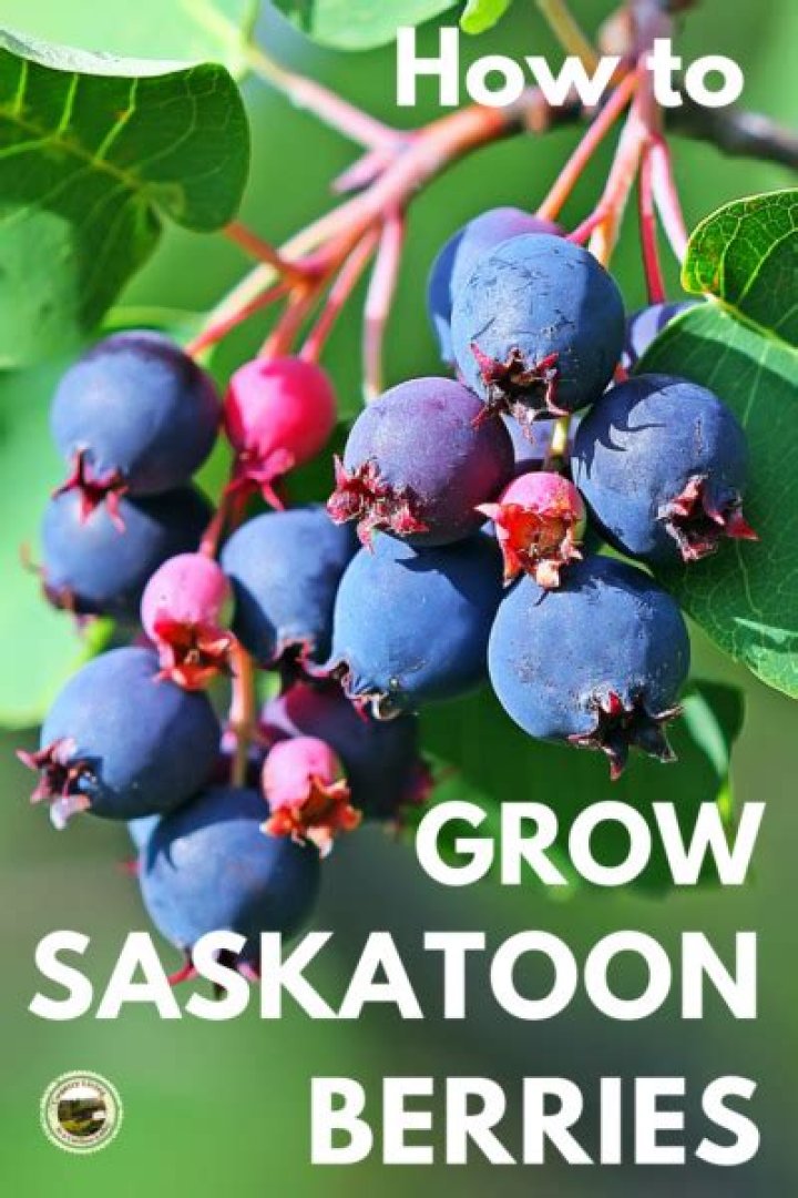 Are saskatoon berries safe for dogs?