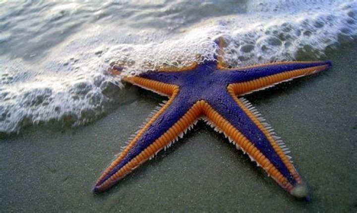 Are sea stars edible?