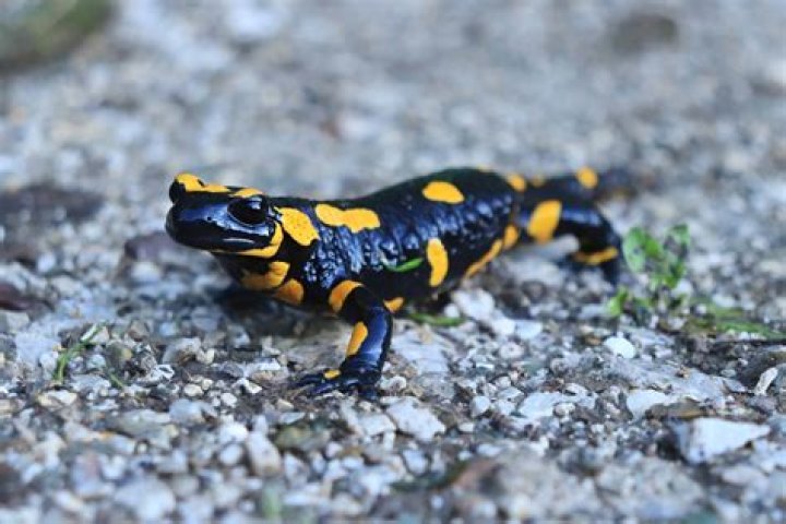 Are spotted salamanders dangerous?