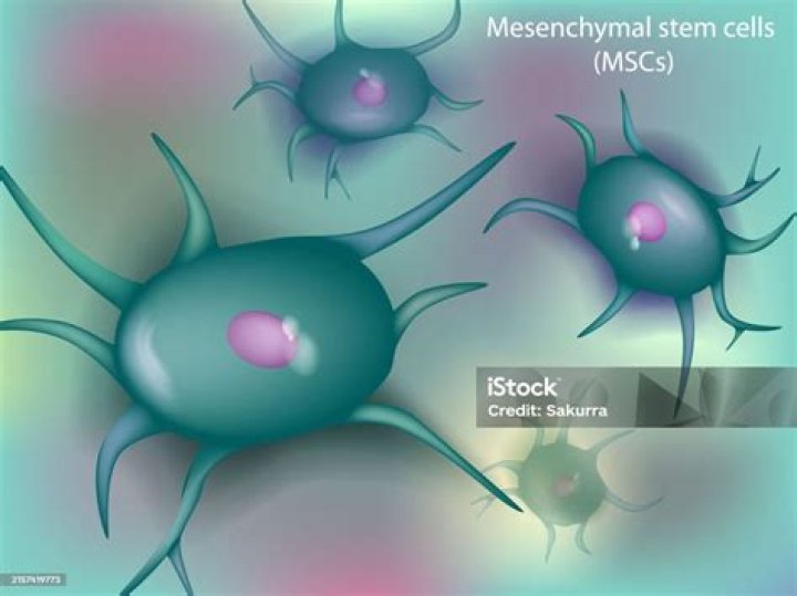 Are stromal cells stem cells?