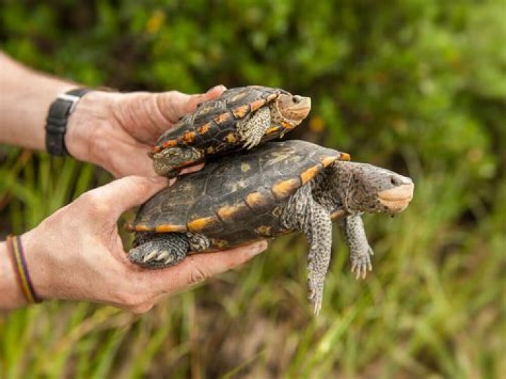 Are terrapins good pets?