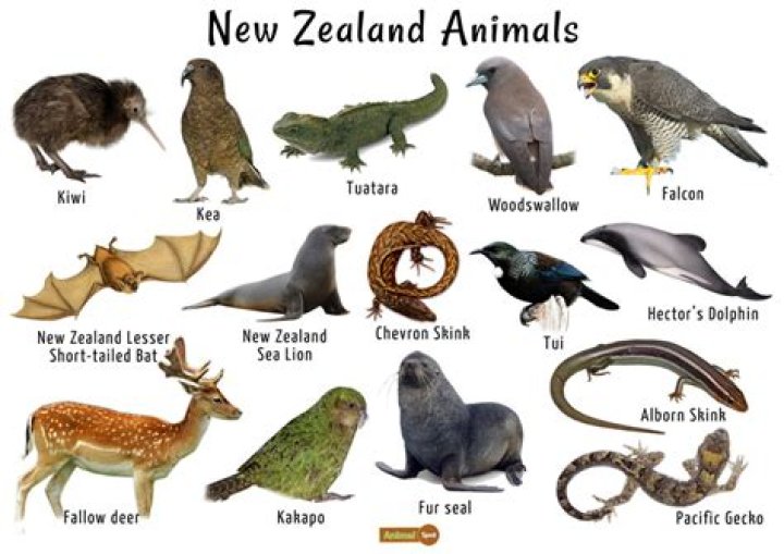 Are there any mammals native to new zealand?