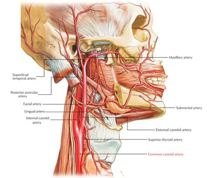 Are there two carotid arteries?