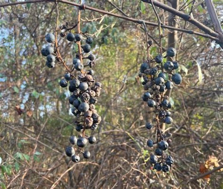 Are vitis aestivalis edible?