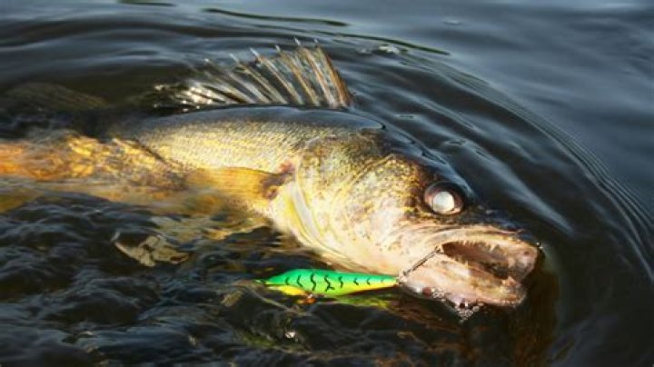 Are walleye bottom feeders?