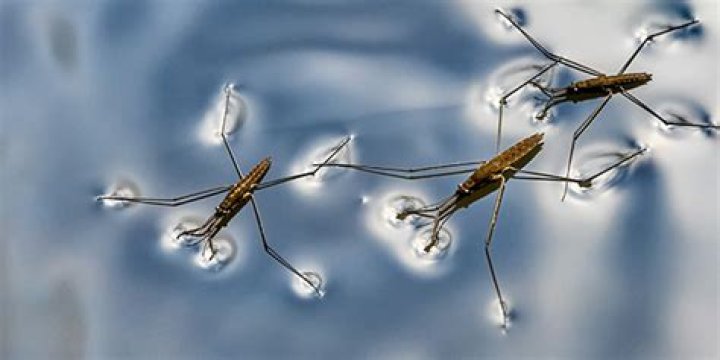 Are water striders dangerous?