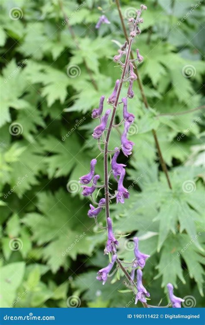 Are wolfsbane flowers poisonous?