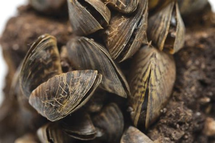 Are zebra mussels bad?