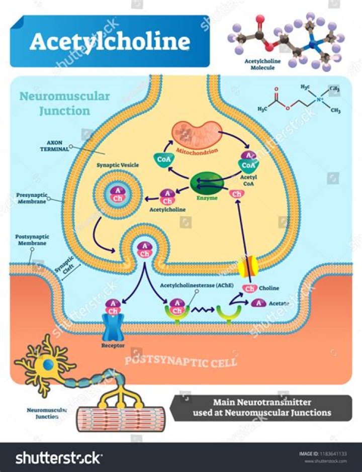 At the neuromuscular junction the neurotransmitter acetylcholine is?