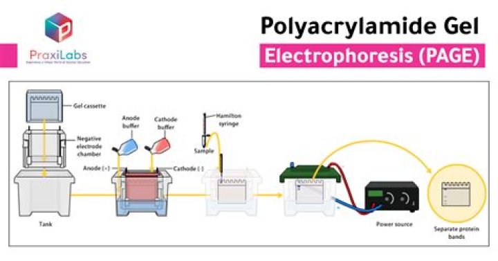 By polyacrylamide gel electrophoresis?
