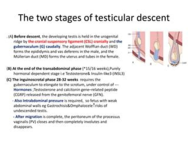 By what age should testicles descend?