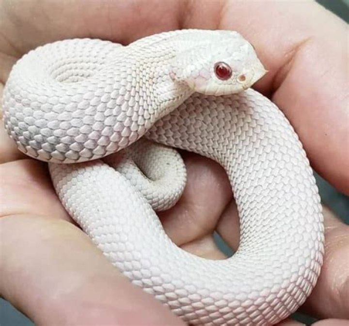 Can a hognose snake hurt you?