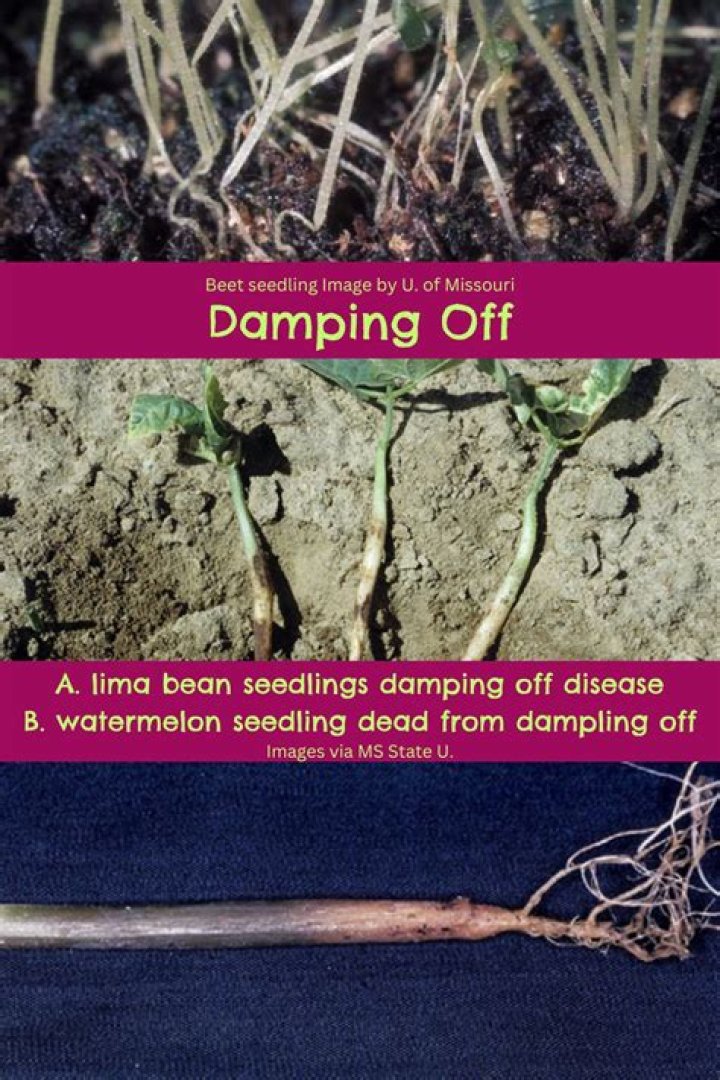 Can a plant survive damping off?