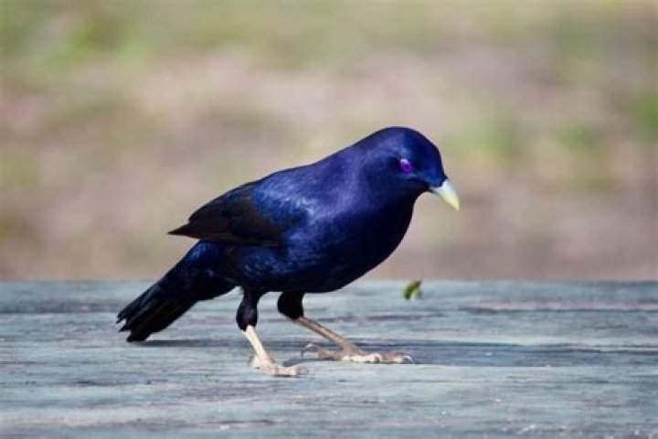 Can bowerbirds mimic other birds?