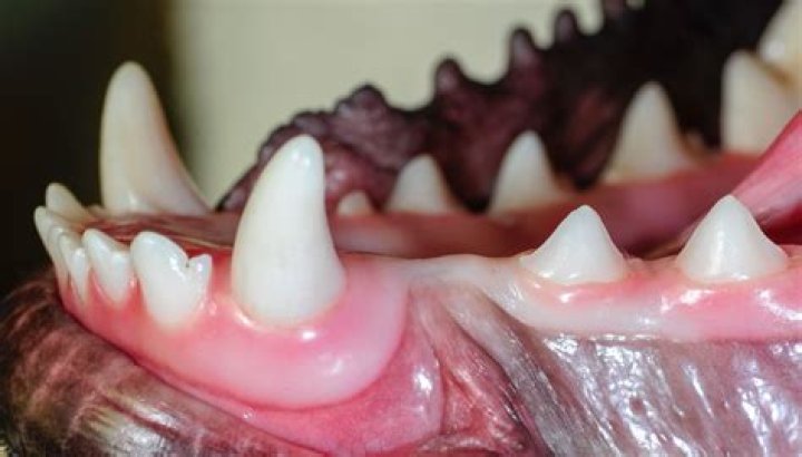 Can canine teeth come in first?