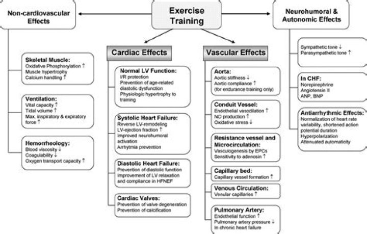 Can cardiorespiratory exercise affect hypertension?