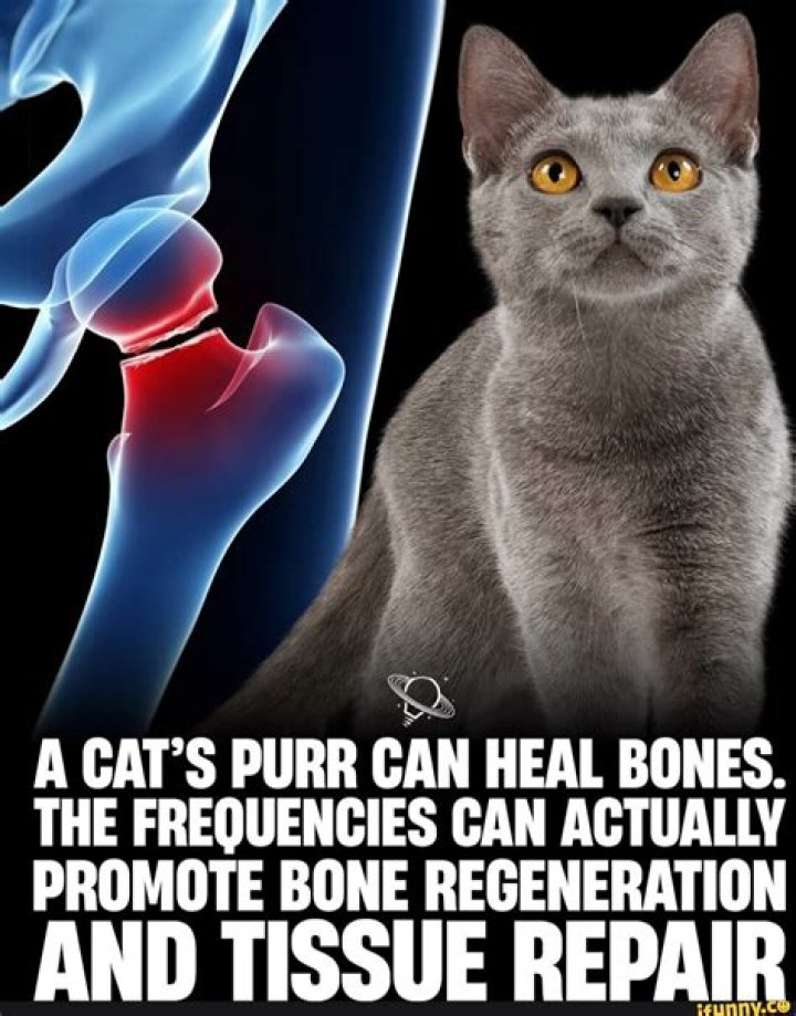 Can cat purrs heal bones?